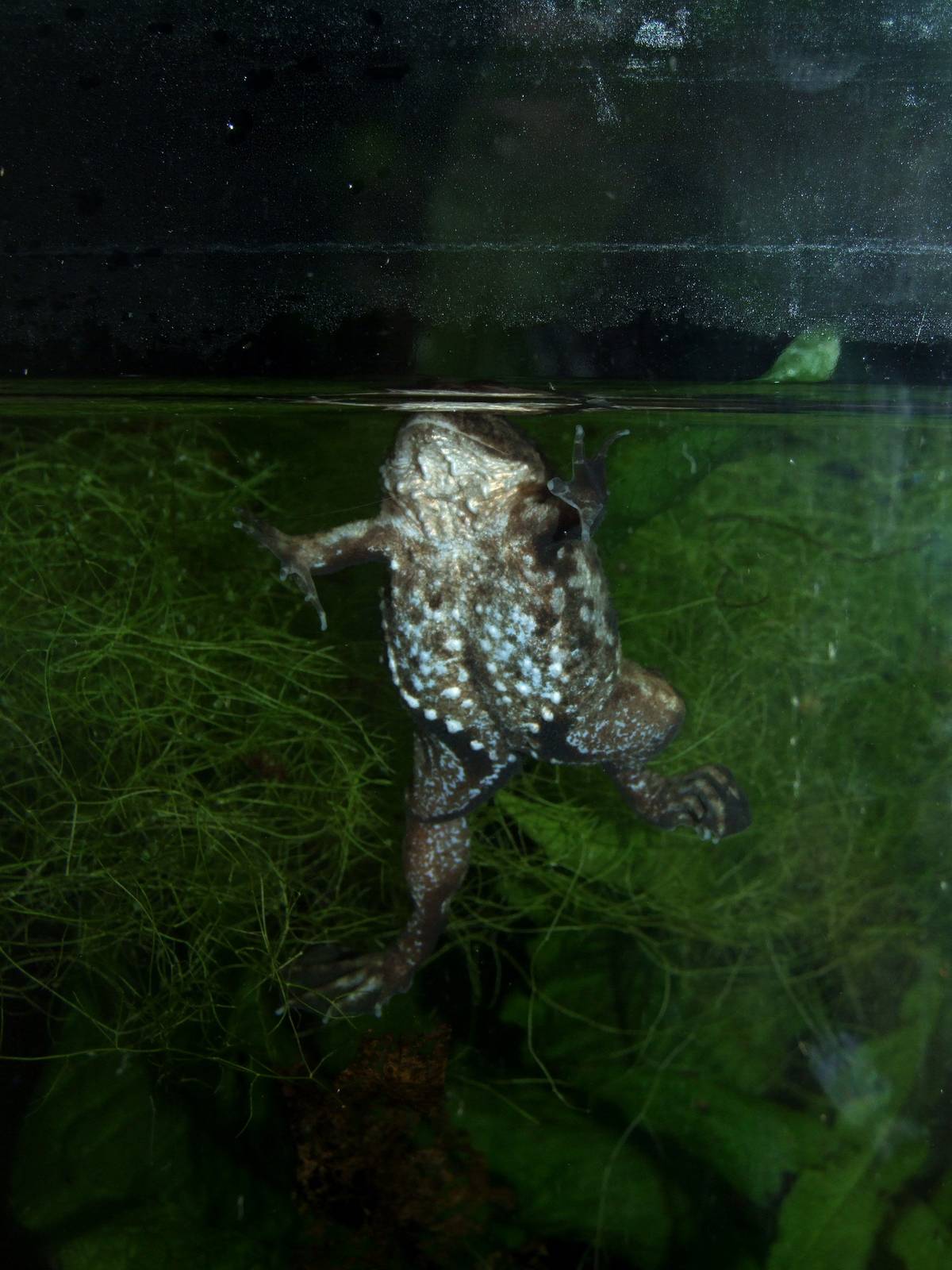 Puddle Frog at Vienna, 16/06/13