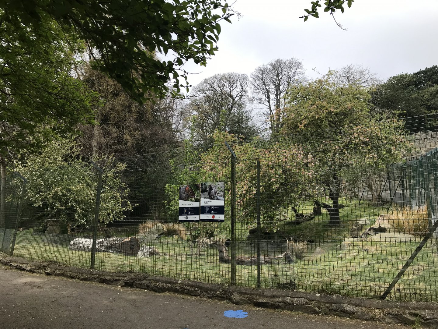 Pudu and agouti enclosure (2)