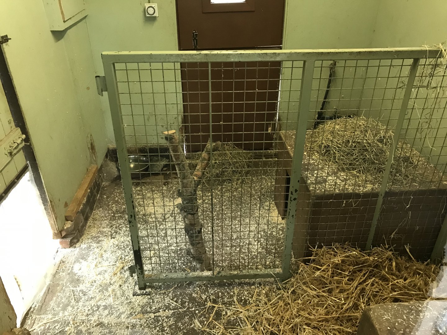 Pudu and agouti indoors