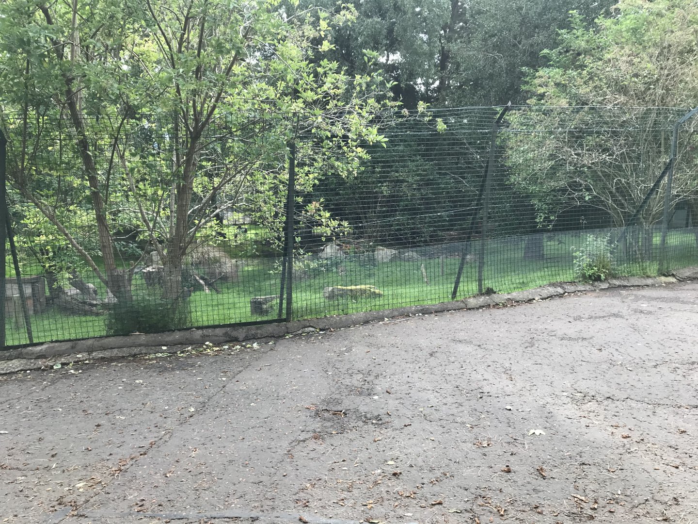 Pudu and azara’s agouti enclosure