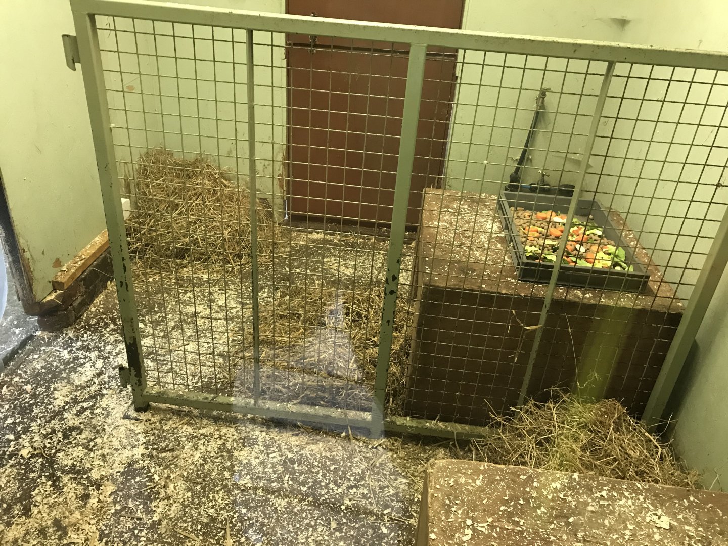 Pudu and azara’s agouti indoors