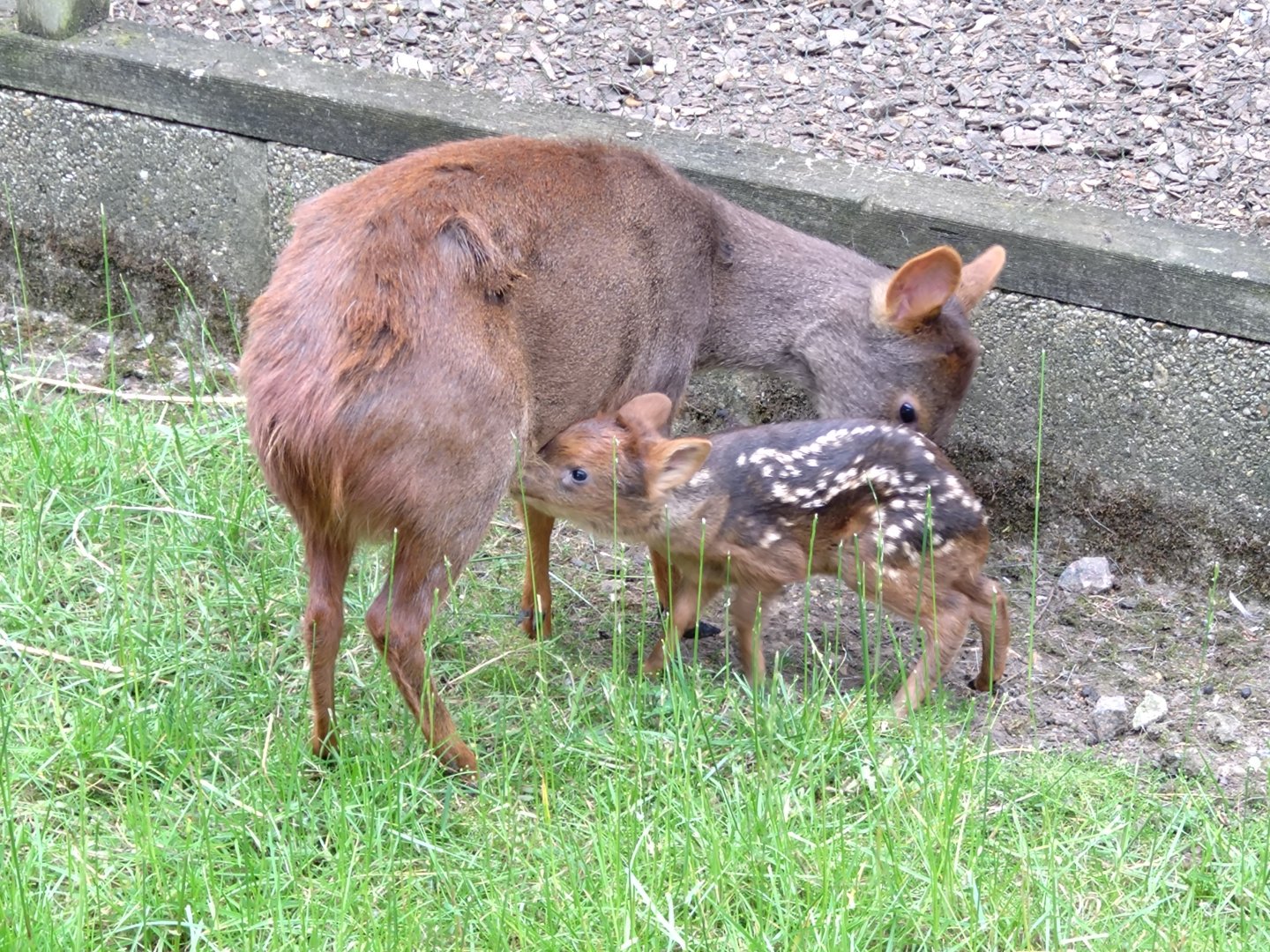 Pudu and newborn 7 June 2024