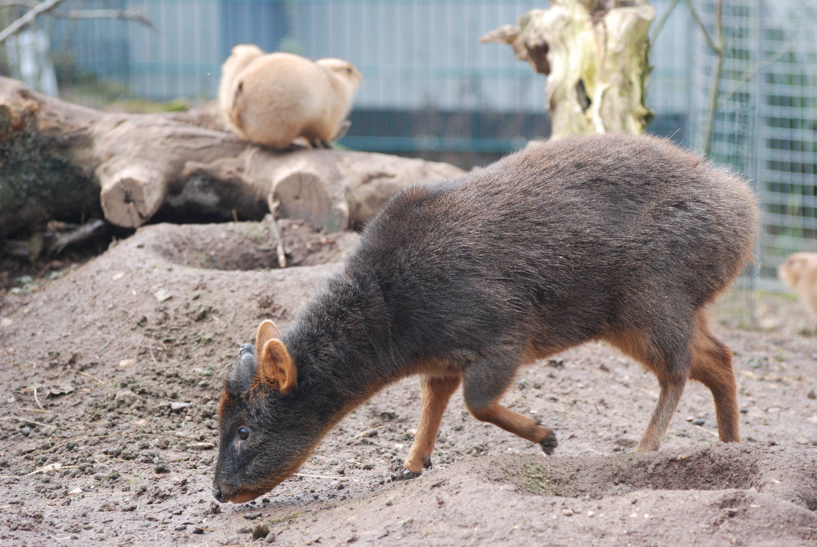 Pudu and Prairie Marmot at Bristol, 06/02/12