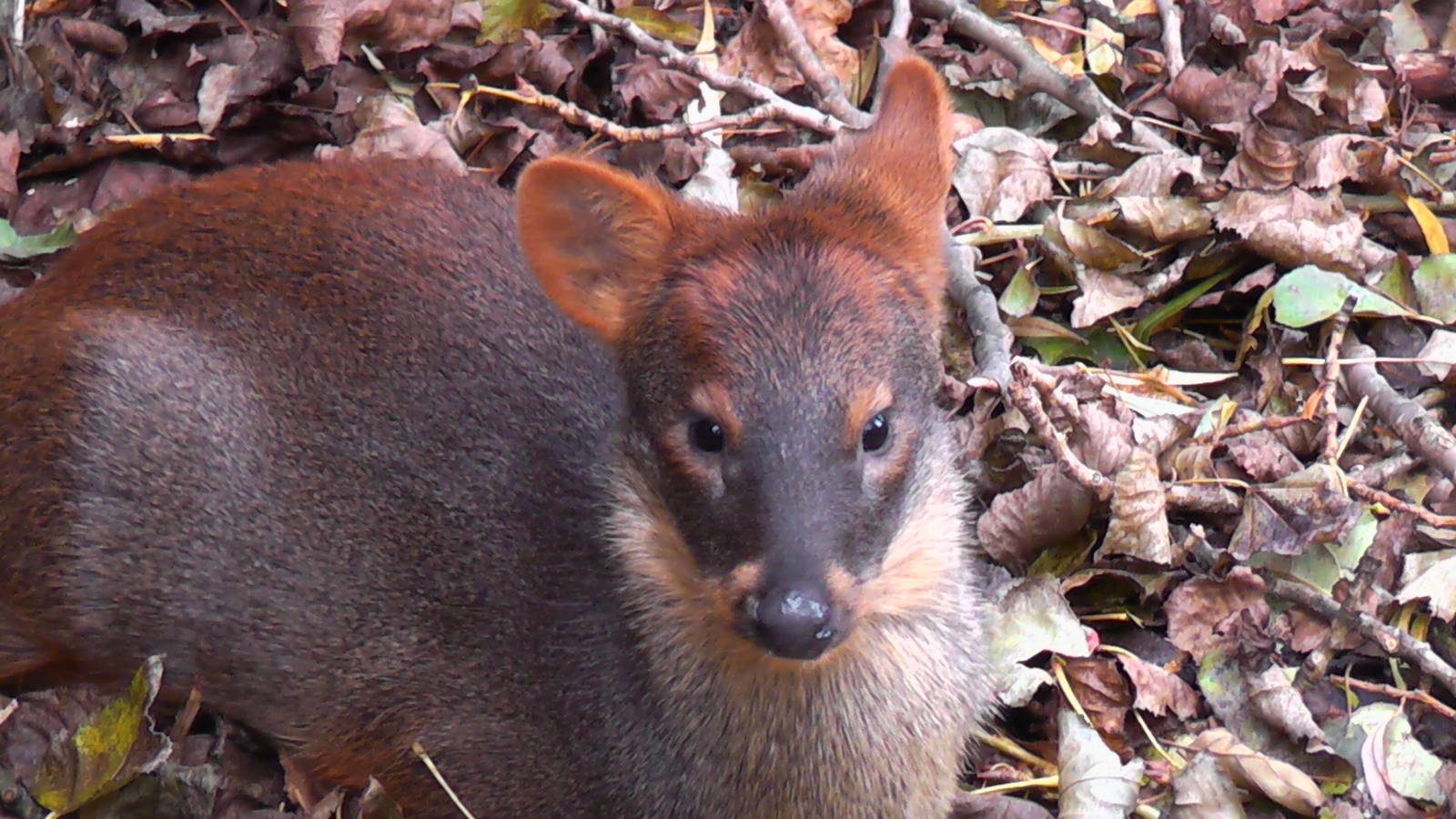 Pudu - Cattle House - 31.10.2010