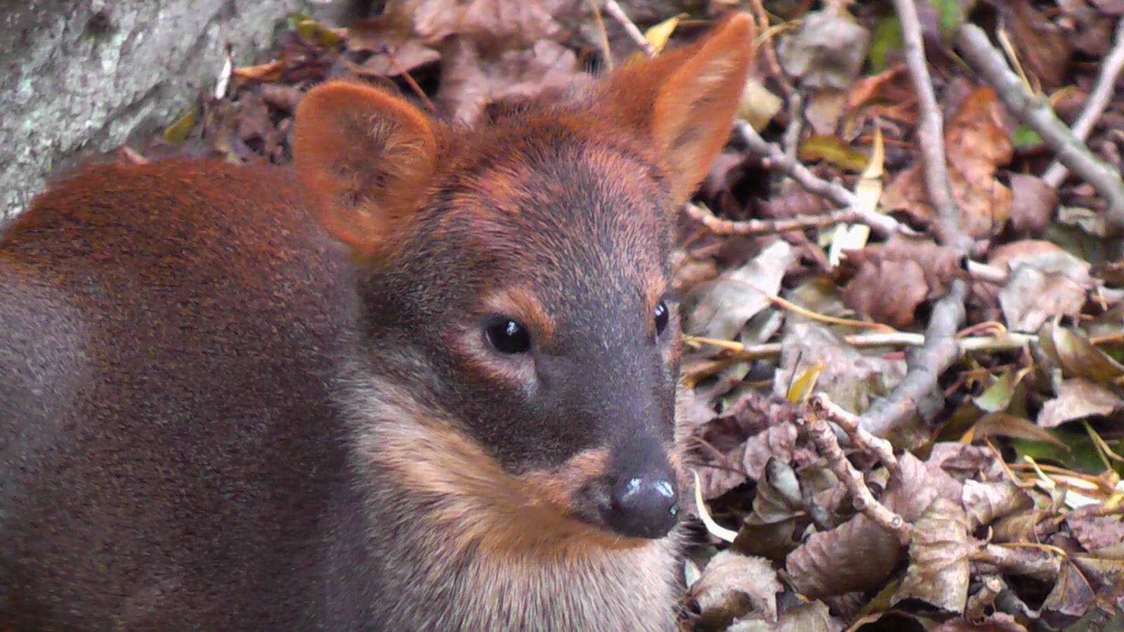 Pudu - Cattle House - 31.10.2010