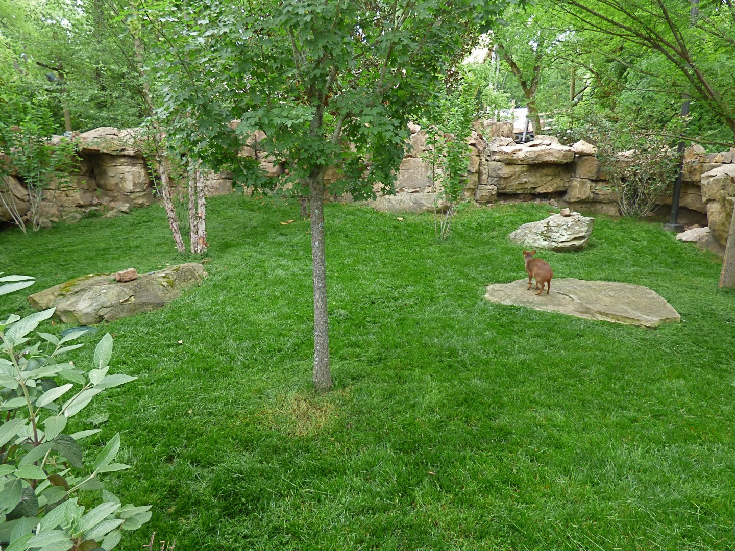 Pudu Exhibit (Expedition Peru) - May 2018