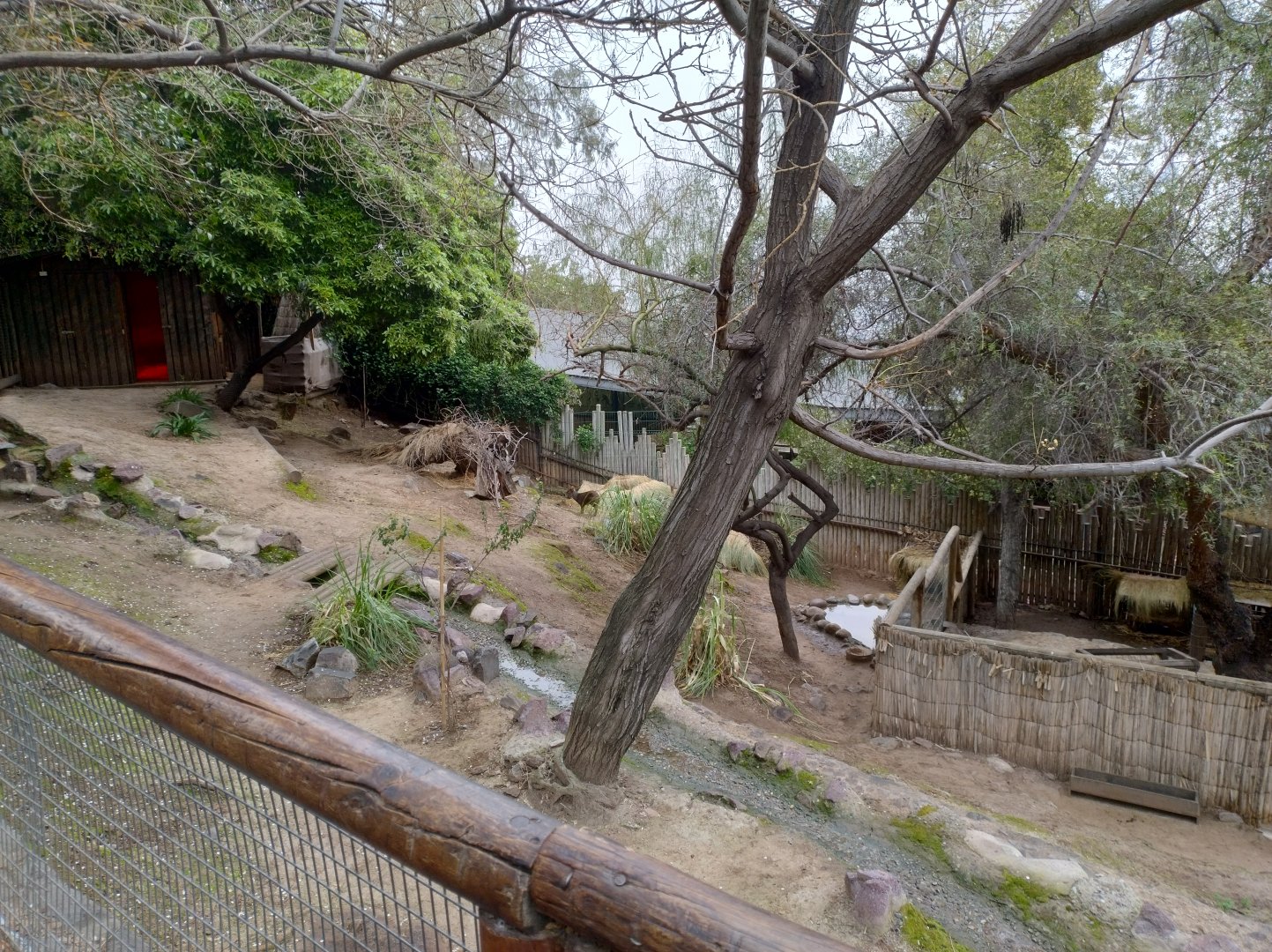 Pudu exhibit - Santiago zoo (Zoologico nacional)