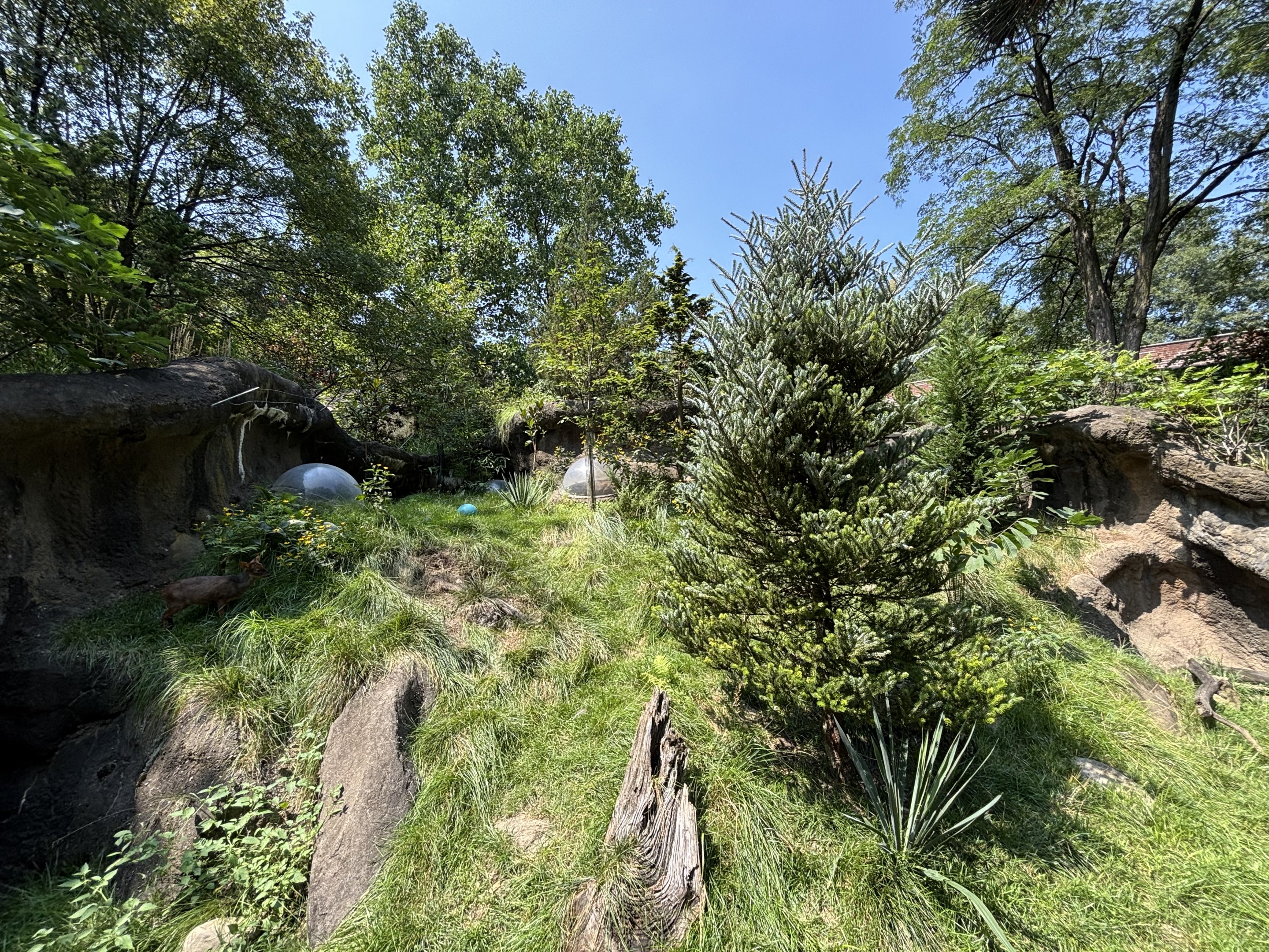 Pudu Exhibit - with pop-up bubbles