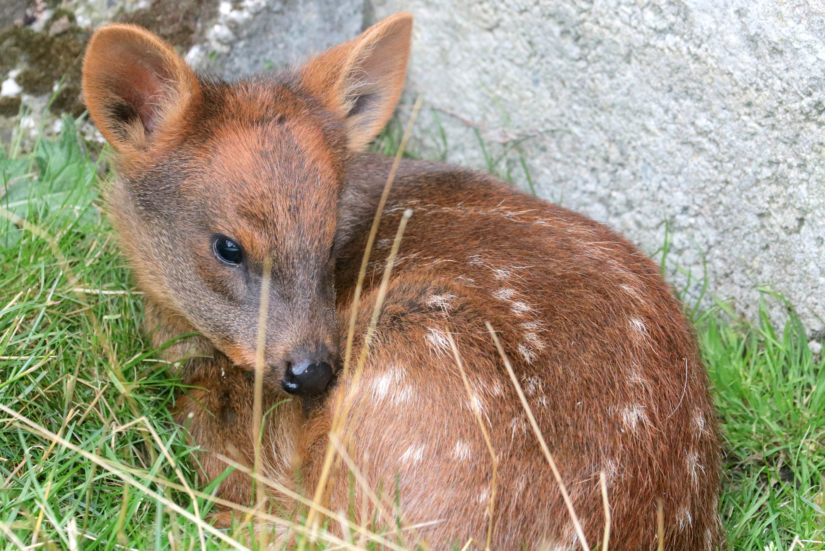 Pudu fawn; Hamerton: 3rd  August 2019