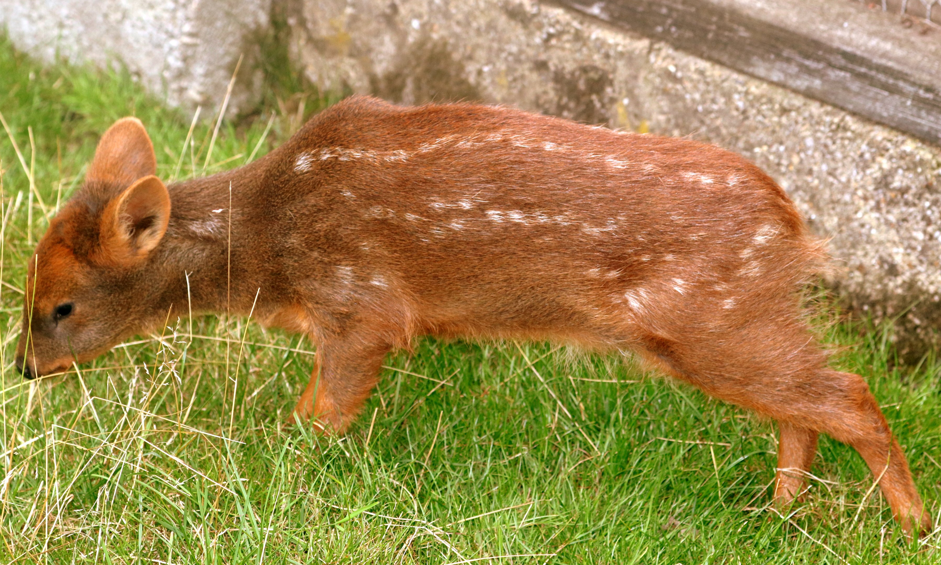 Pudu fawn; Hamerton; 3rd August 2019