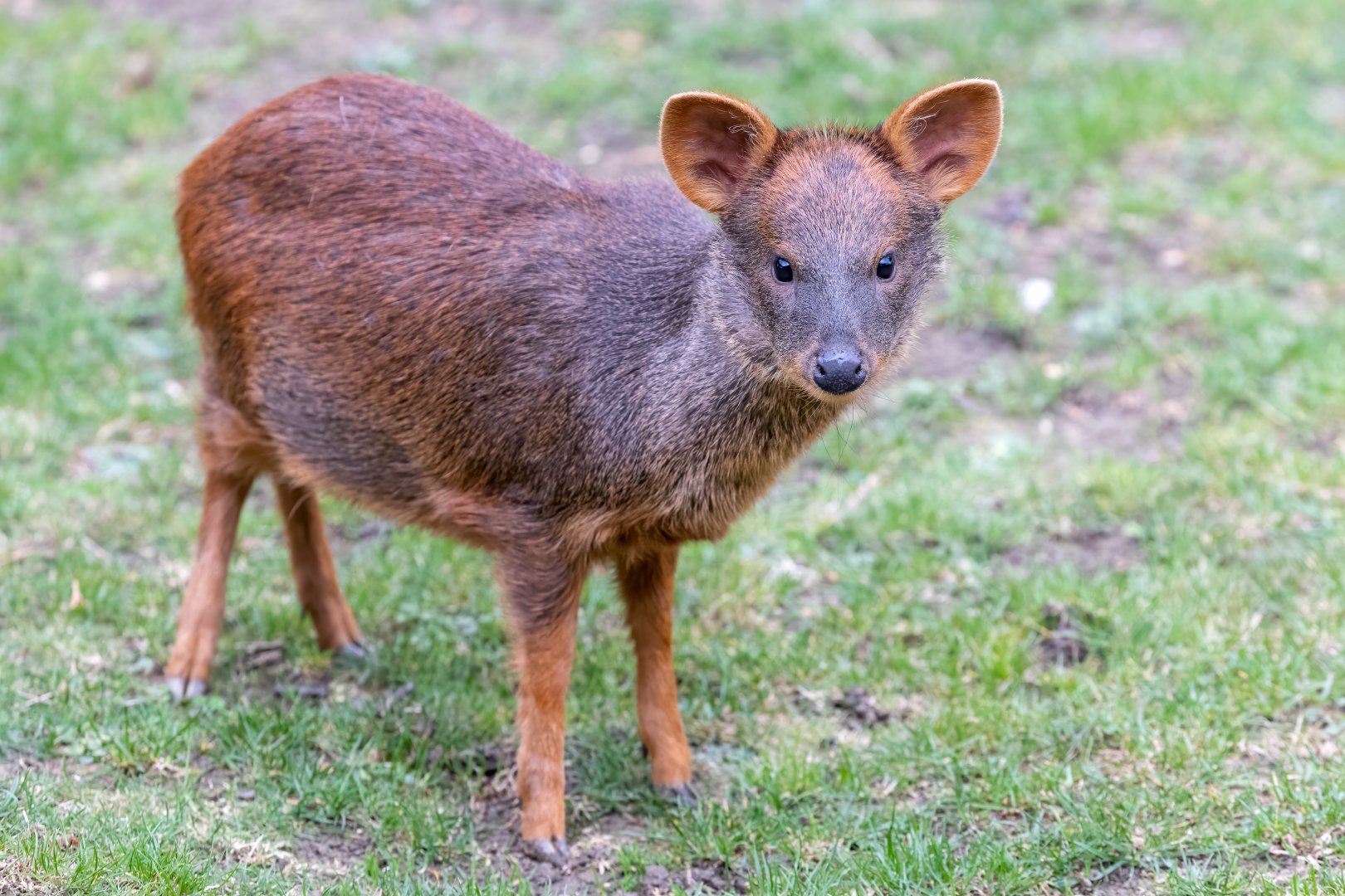 Pudú - fawn / Hamerton / 7-10-21