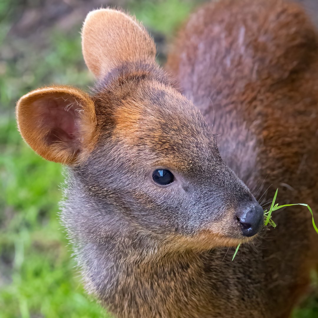 Pudú - fawn / Hamerton / 7-10-21