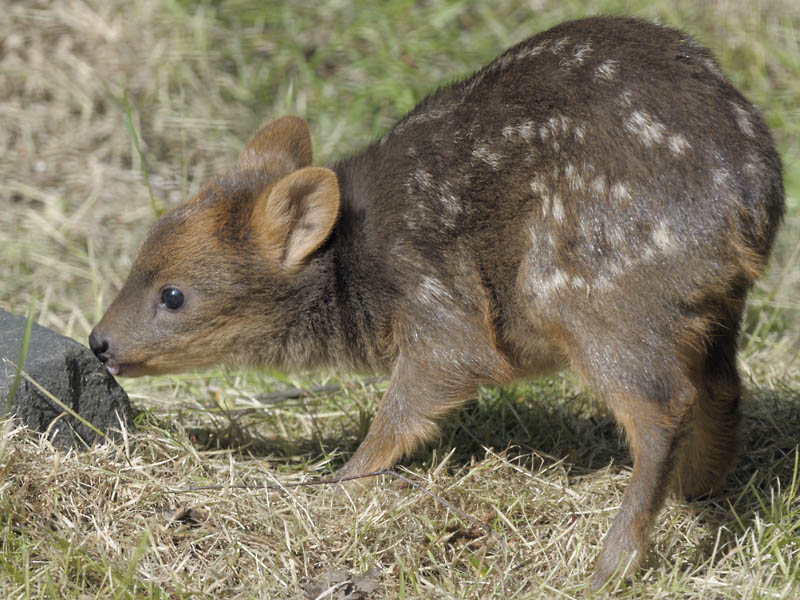Pudu fawn