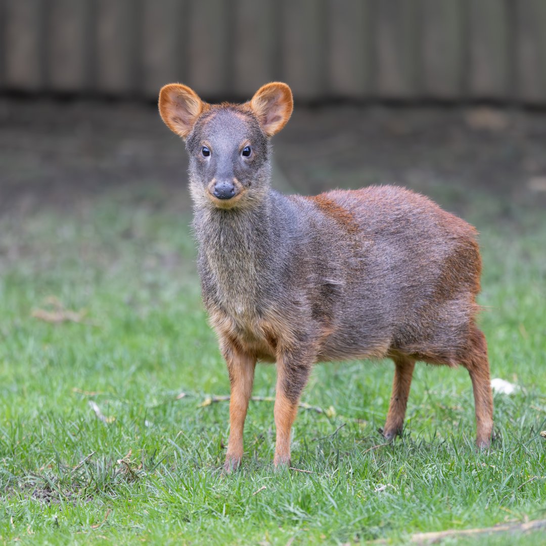 Pudú / Hamerton / 23-12-24