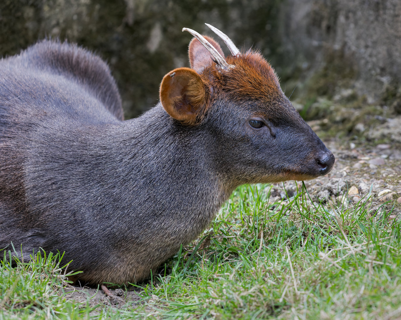 Pudú / Hamerton / 25-8-23