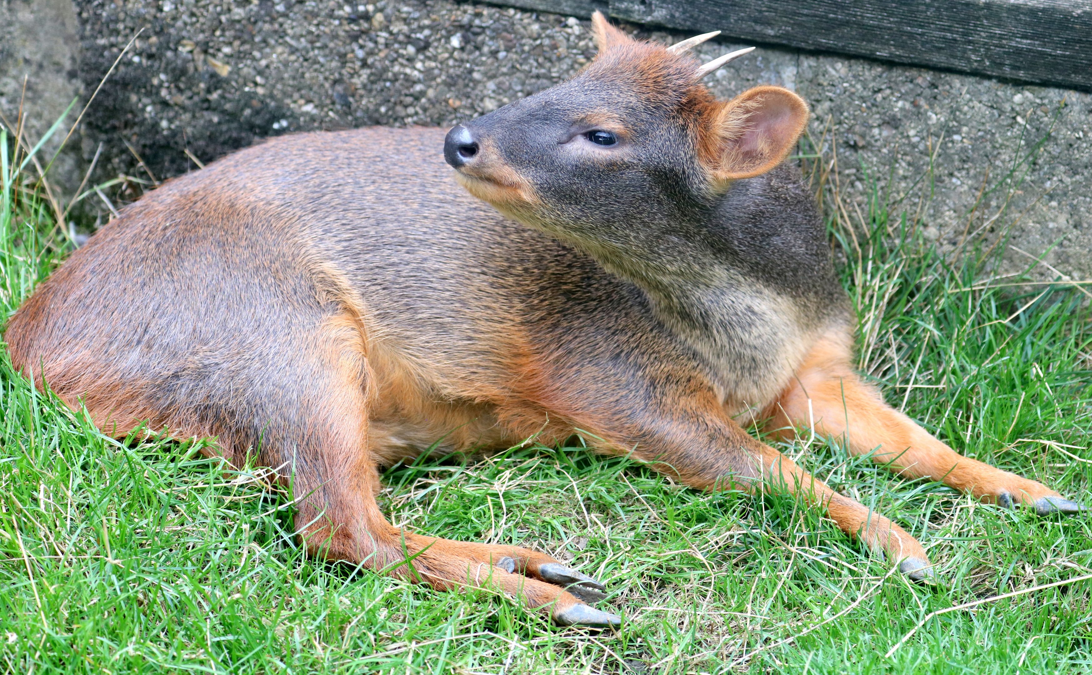 Pudu; Hamerton: 3rd  August 2019