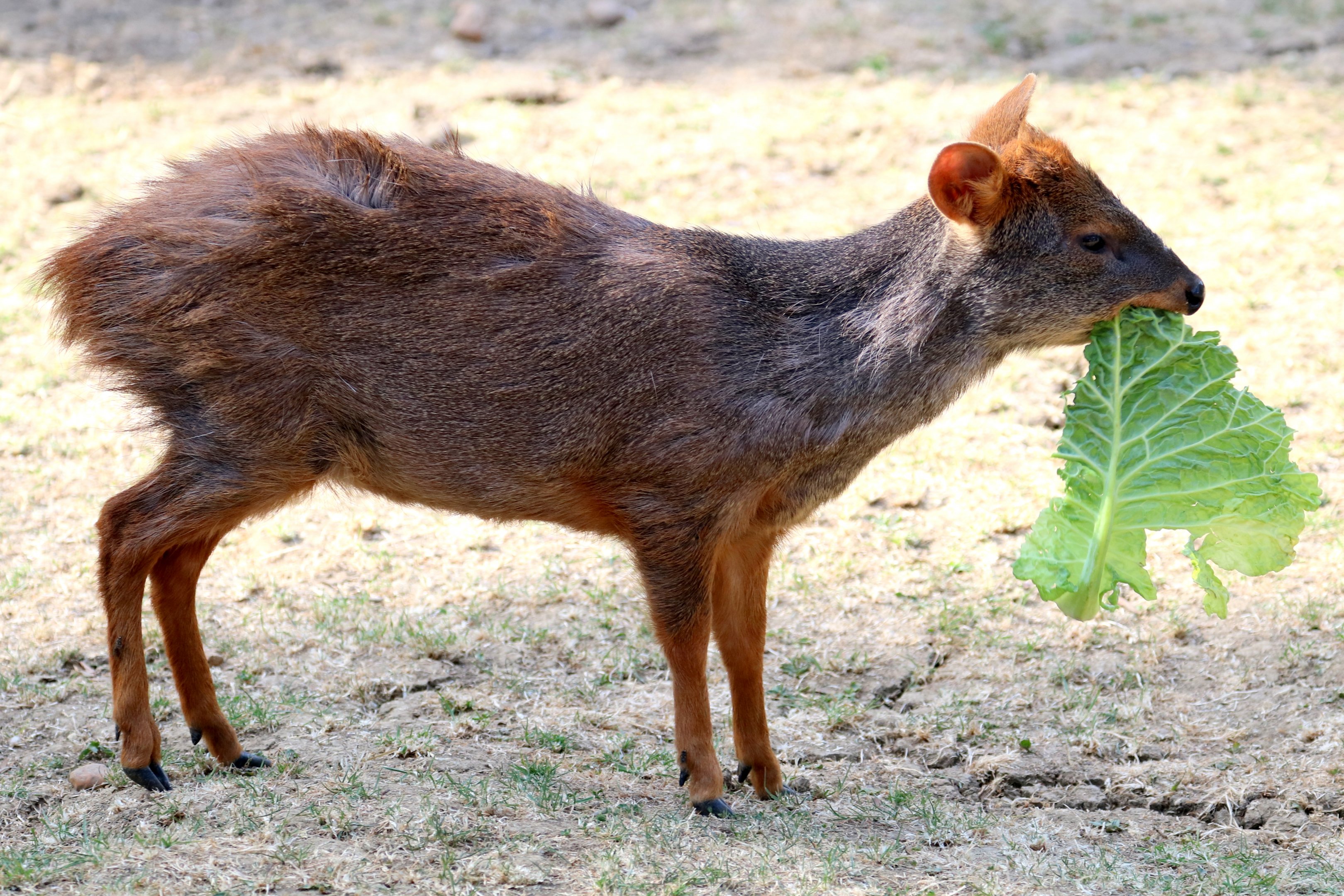 Pudu; Hamerton; 7th July 2018