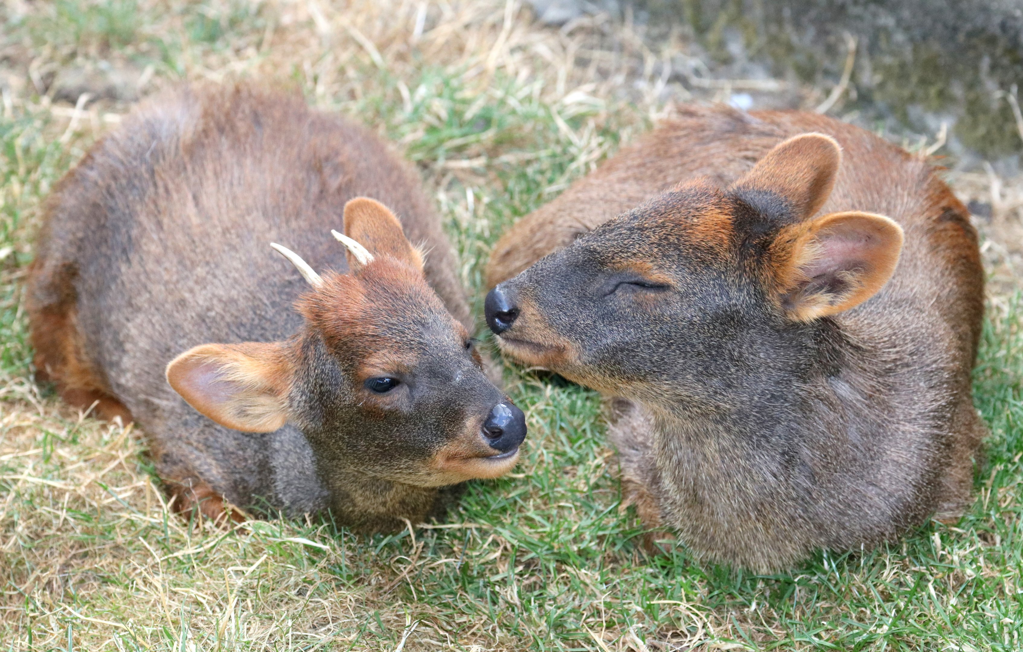 Pudu: Hamerton; 7th July 2018