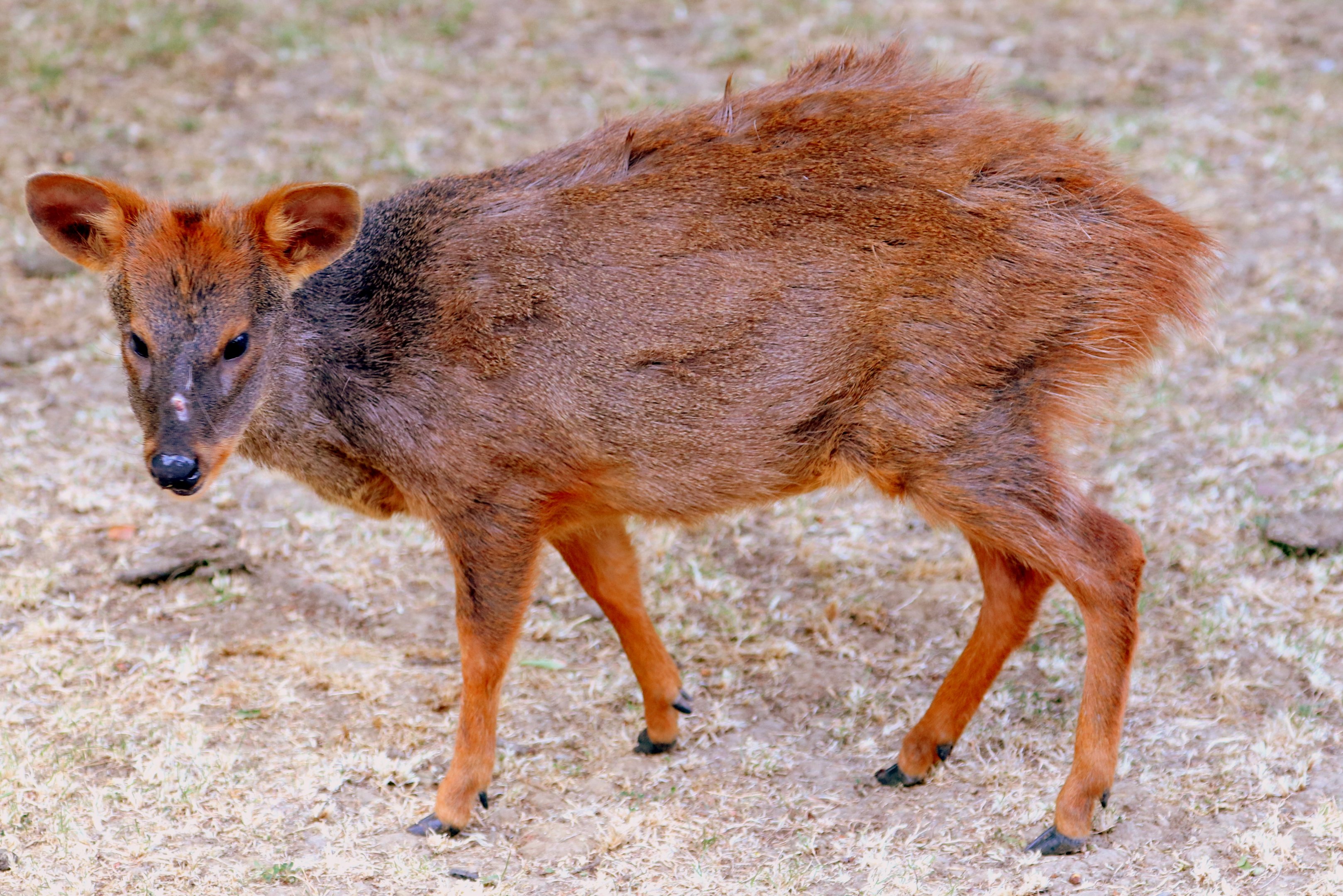 Pudu; Hamerton; 7th July 2018