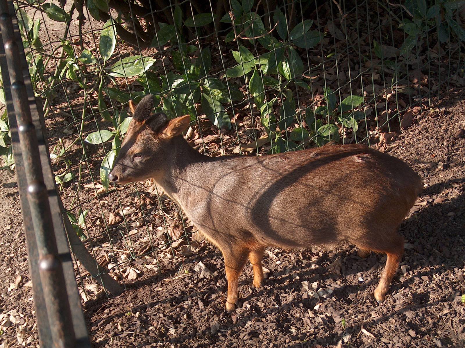 pudu jardin des plantes march 2008
