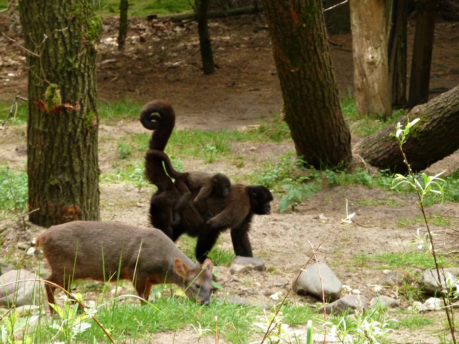 Pudu mixed with woolley monkey