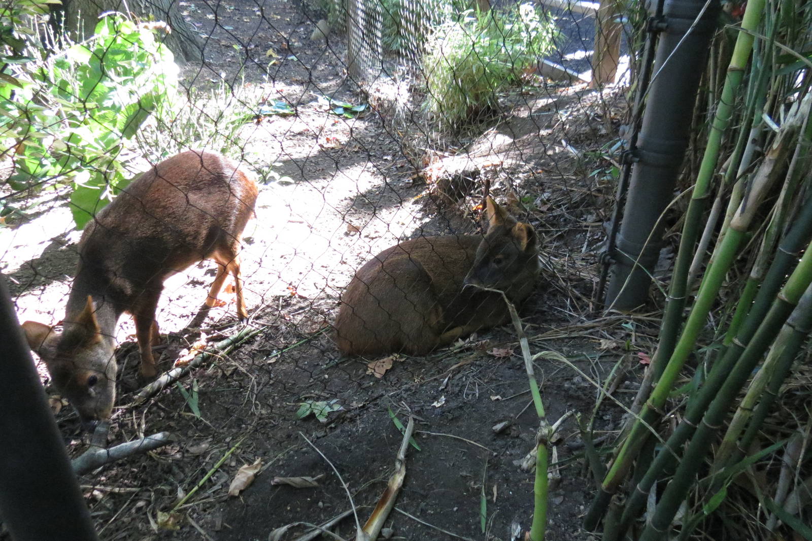 Pudu pair