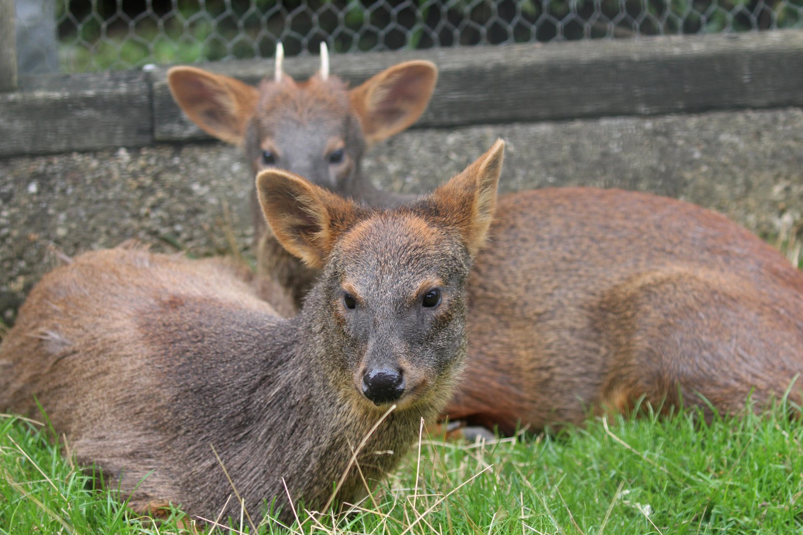 Pudu pair