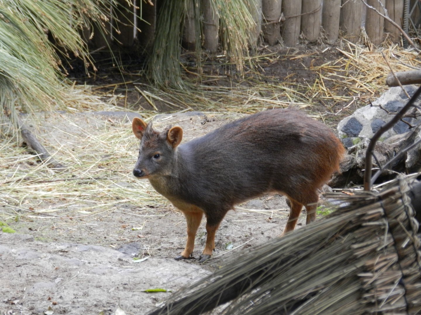 Pudu - Santiago zoo (Zoologico nacional)