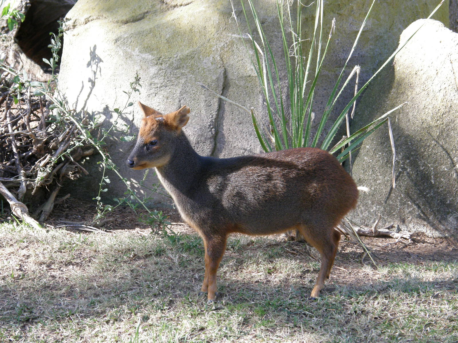pudu