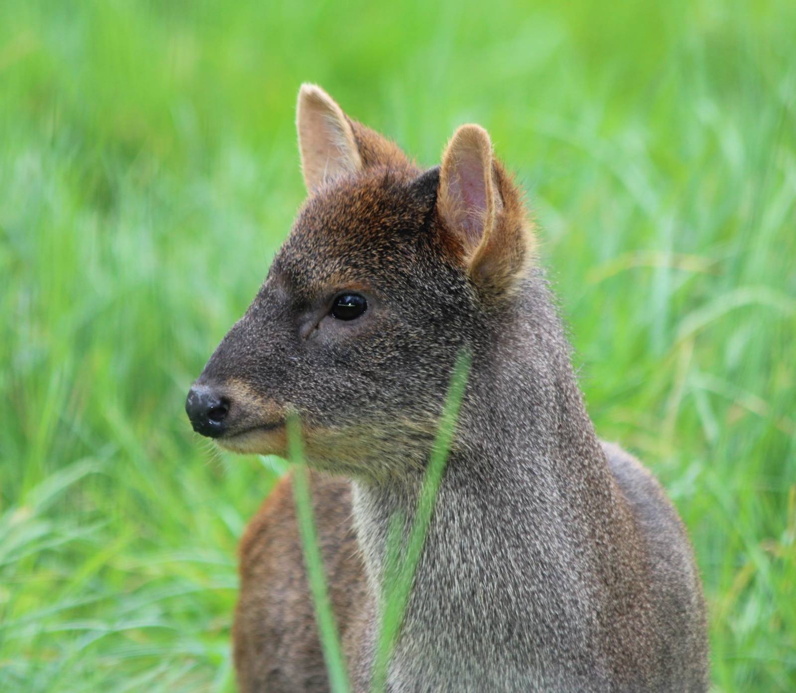 Pudu