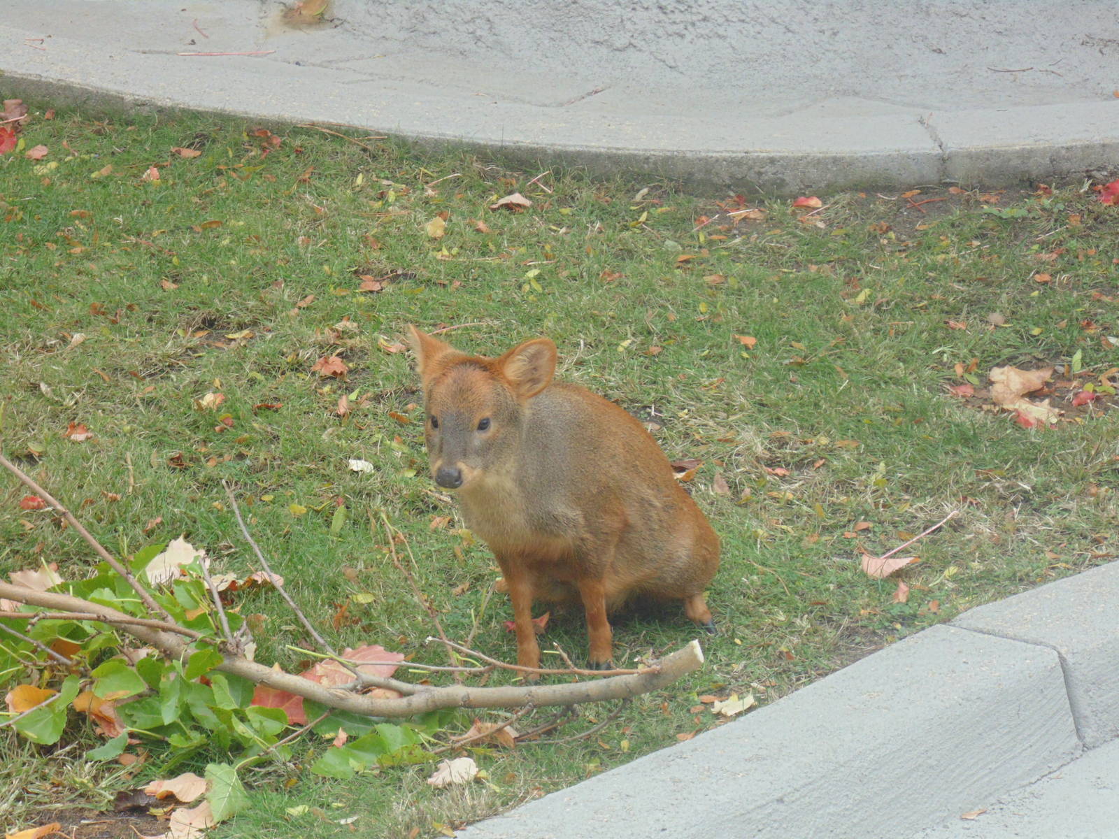 Pudu