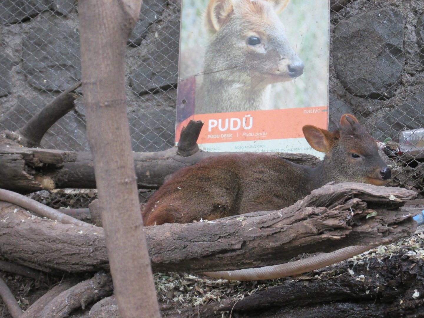 pudu