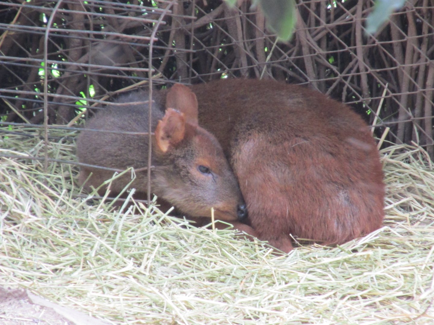 pudu