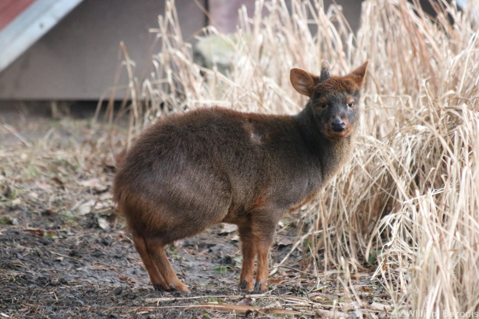 Pudu