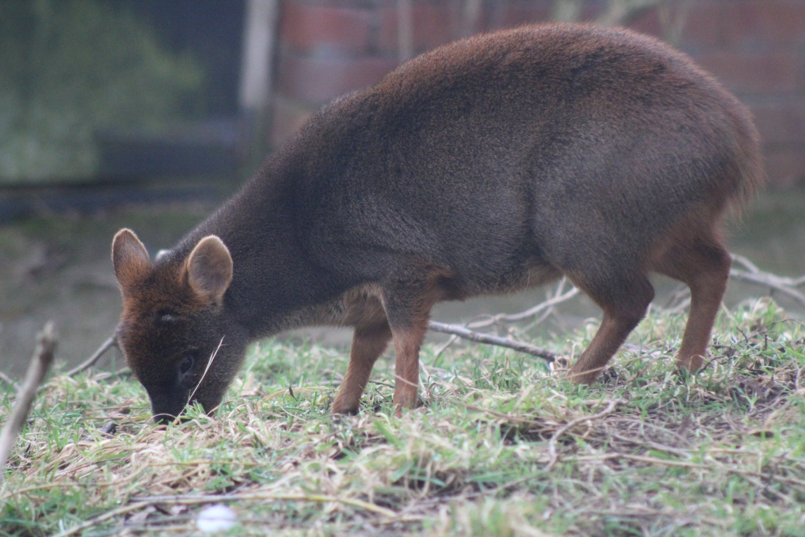 Pudu