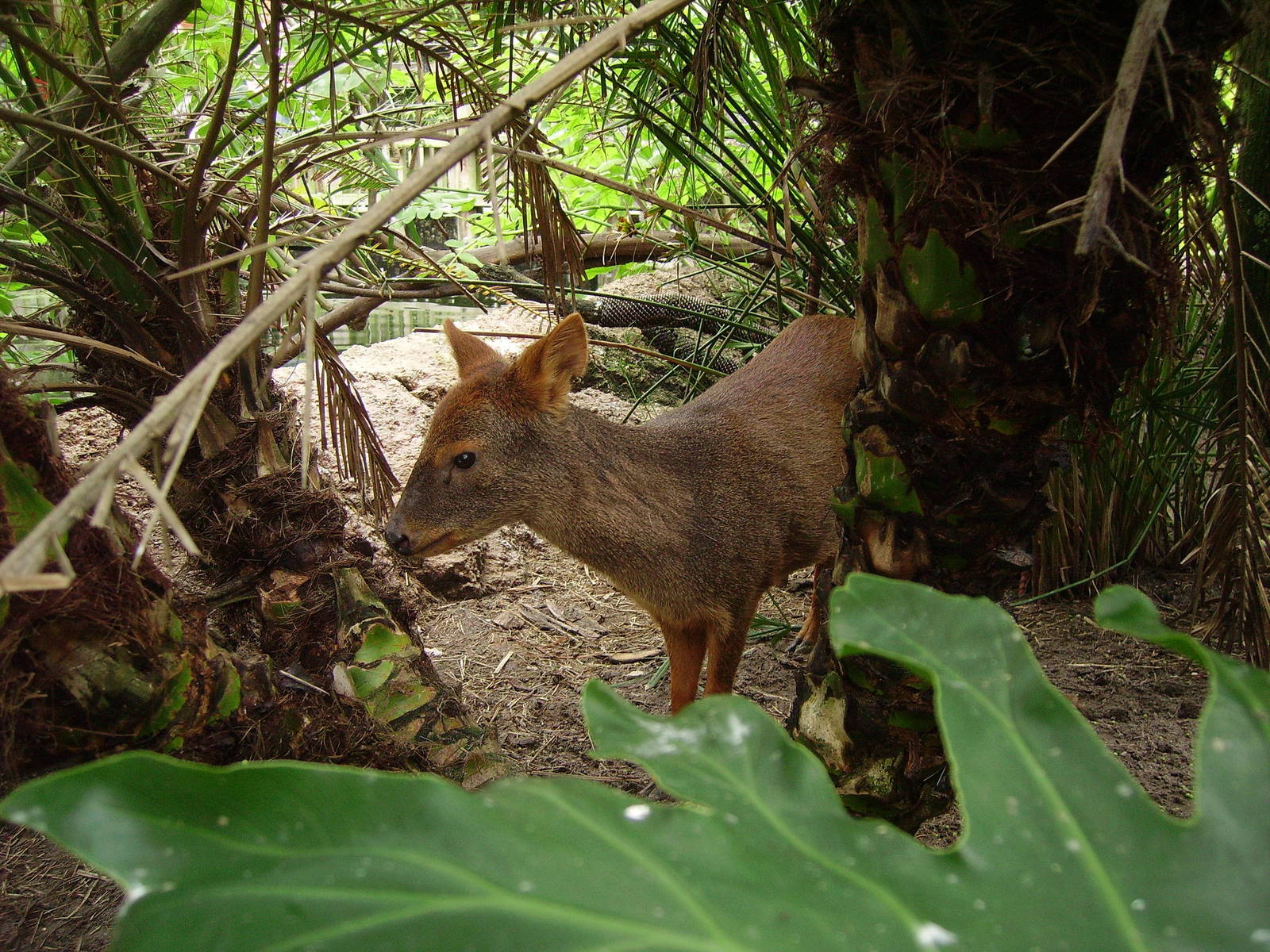 Pudu