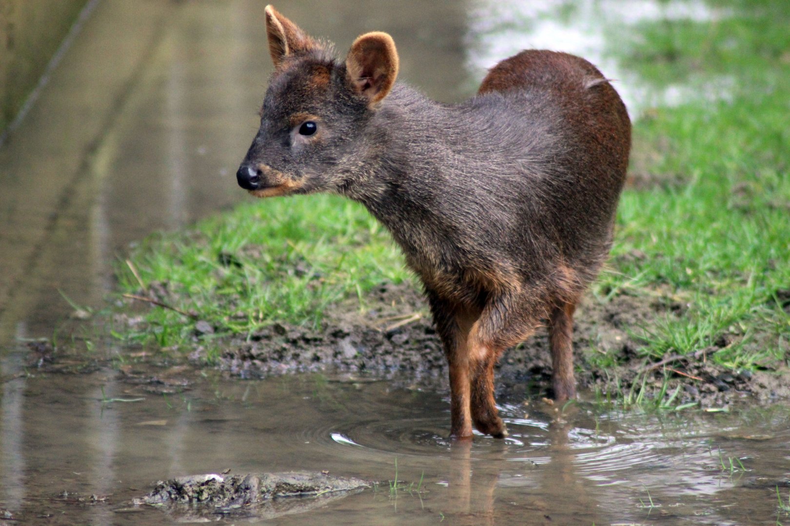 Pudu