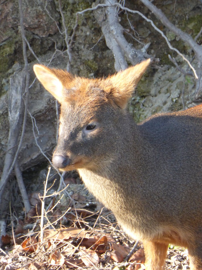 Pudu
