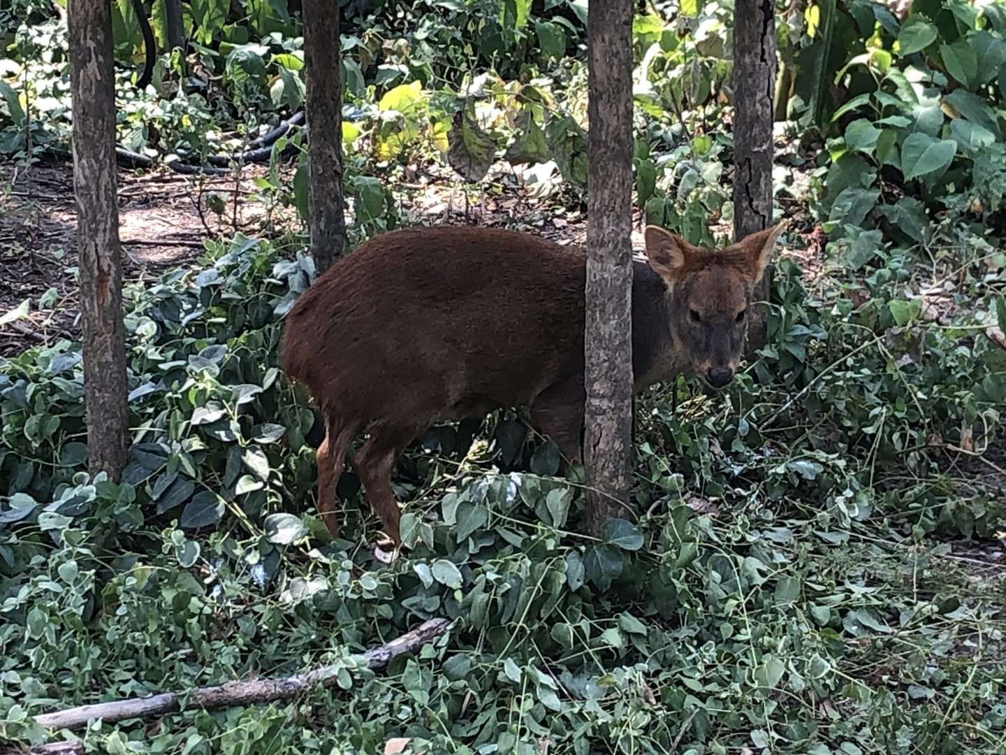 Pudu