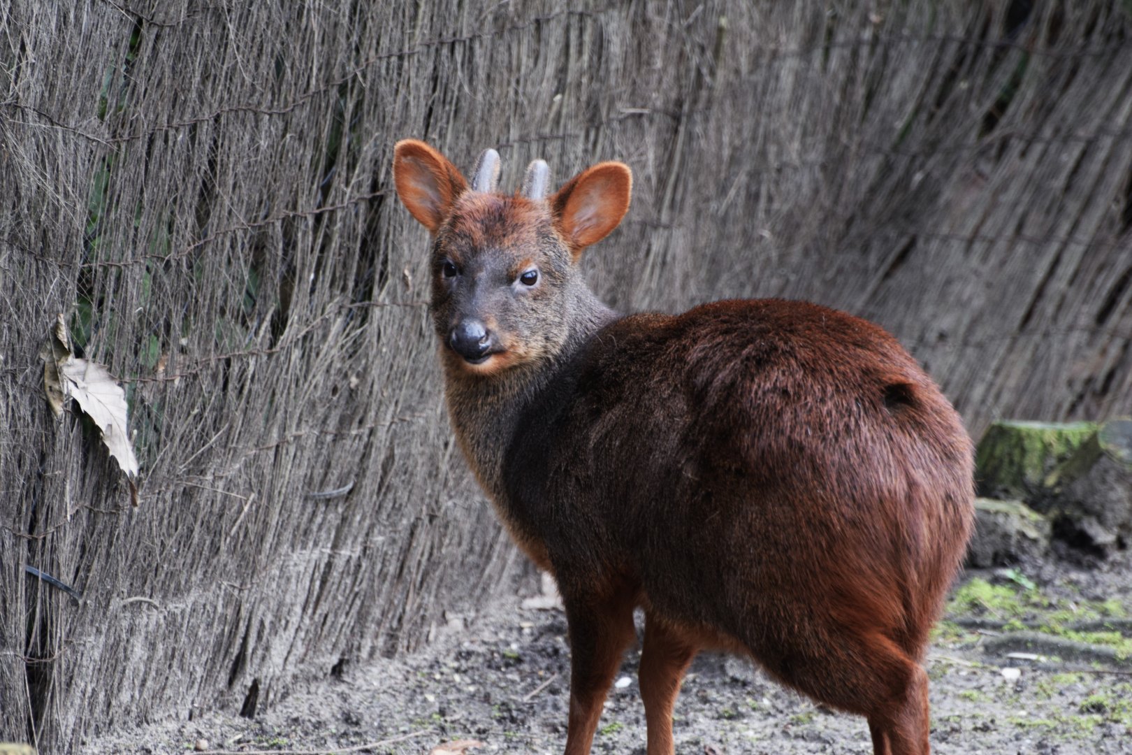 Pudu