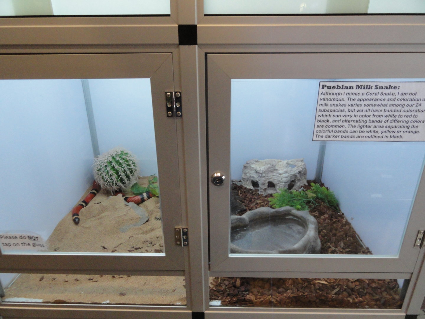 Pueblan Milk Snake Exhibit