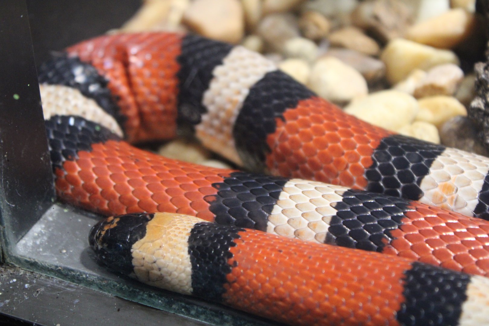 Pueblan Milk Snake (L. t. campbelli)
