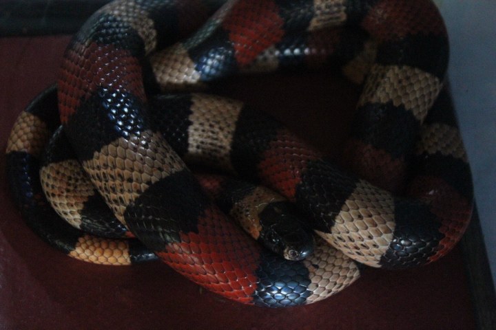 Pueblan milk snake (Lampropeltis triangulum campbelli) - Jogja Exotarium
