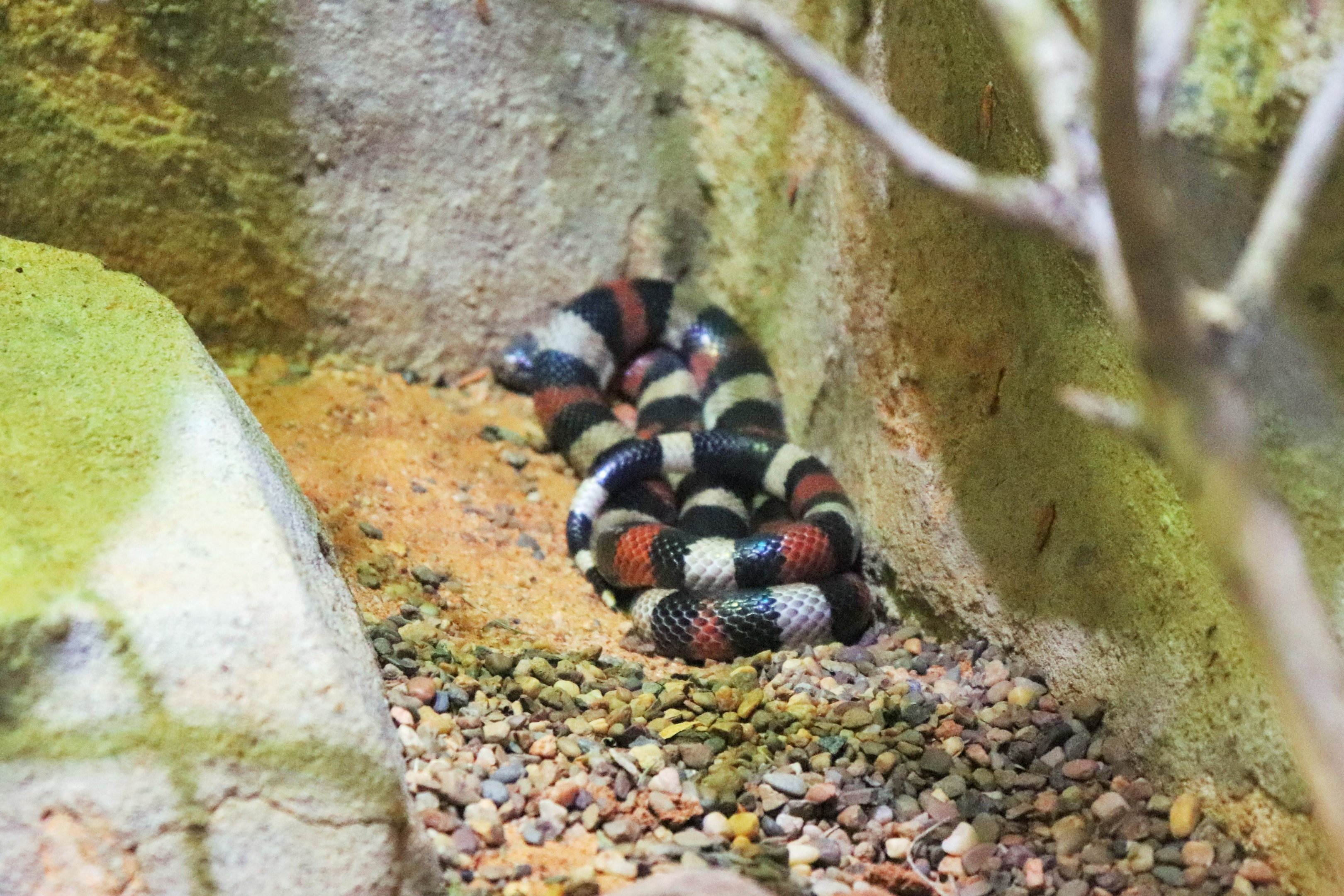 Pueblan Milk Snake (Lampropeltis triangulum campbelli)