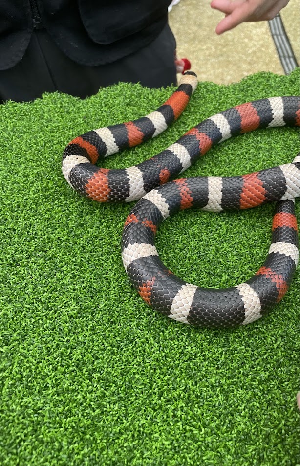 Pueblan Milk Snake (Lampropeltis triangulum campbelli)