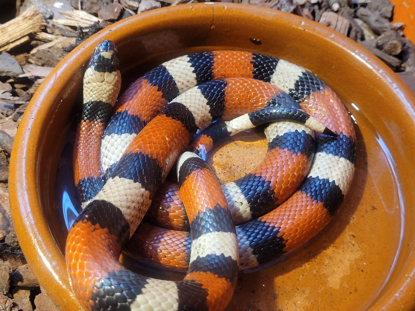 Pueblan milk snake -Zoo de Santillana del Mar (2023)