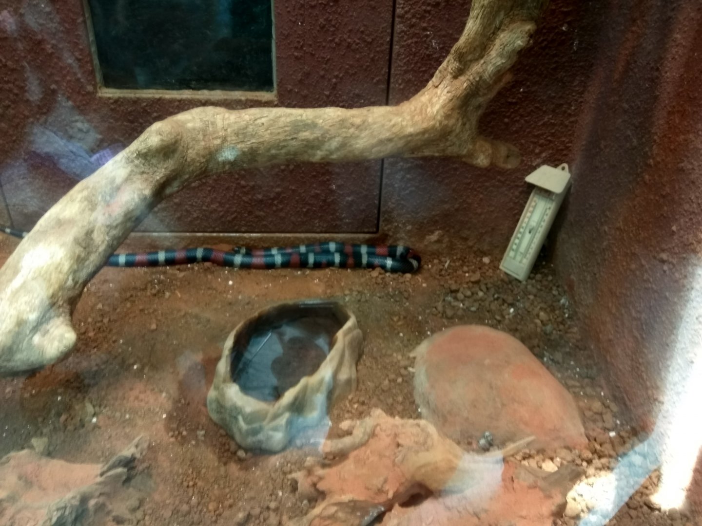 pueblan milk snake