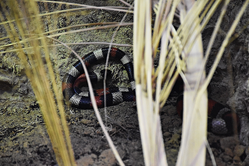Pueblan milk snake