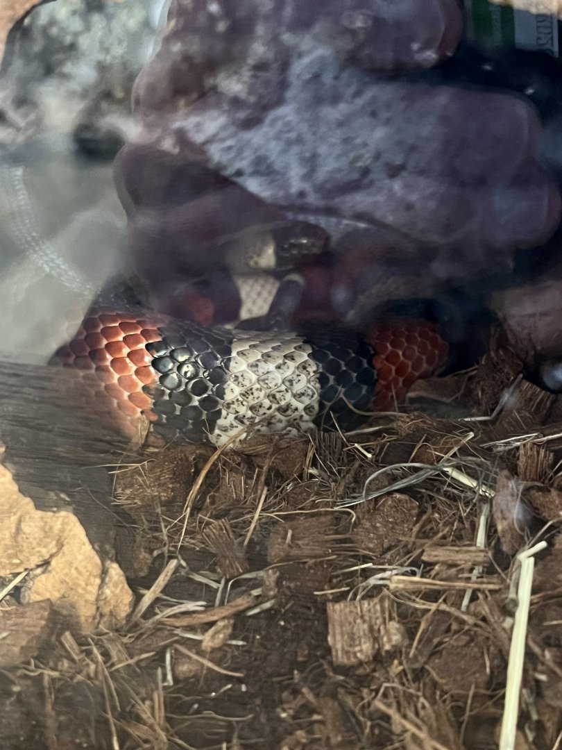 Pueblan Milk Snake