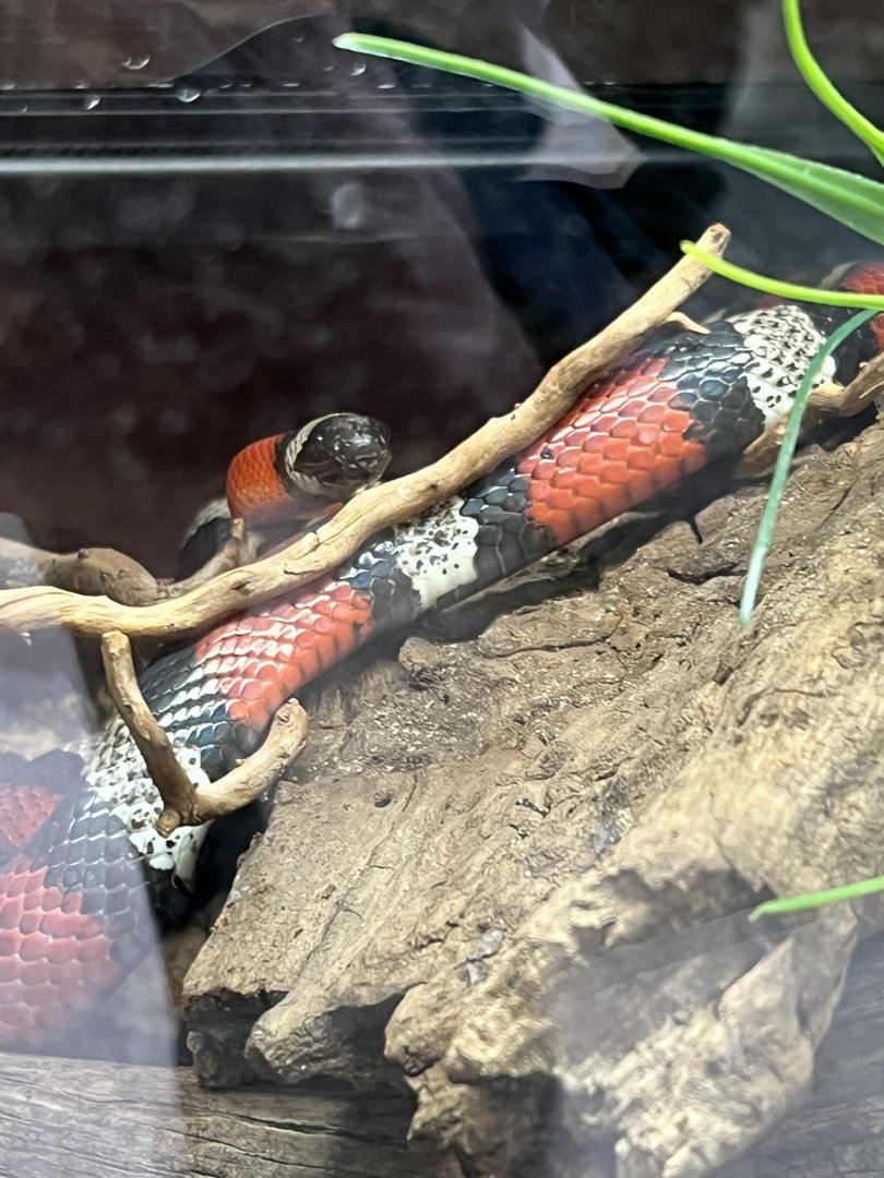Pueblan Milk Snake